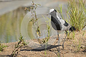 Blacksmith plover (Vanellus armatus)