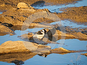 Blacksmith plover, Vanellus armatus. Madikwe Game Reserve, South Africa