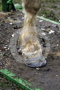 Blacksmith Shoeing Draft horse