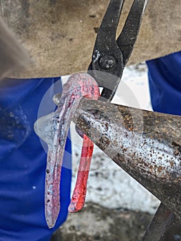 Blacksmith working to finalize horseshoe photo