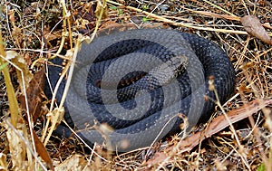 Blacksnake on the side of a bush track Marysville