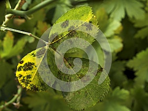 Blackspot on rose leaves