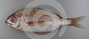 Blackspot seabream on grey background photo