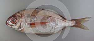 Blackspot seabream on grey background