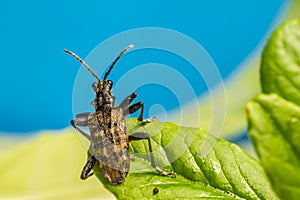 The blackspotted pliers support beetle (Rhagium mo