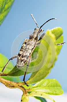 The blackspotted pliers support beetle, Rhagium mordax