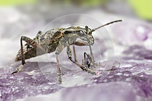 The blackspotted pliers support beetle, Rhagium mordax