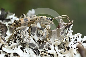 Blackspotted pliers support beetle, Rhagium mordax