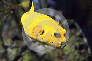 Blackspotted puffer