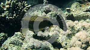 Blackspotted puffer Arothron nigropunctatus