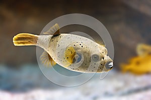 Blackspotted Puffer fish or Dog-faced Puffer