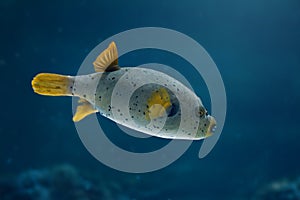 Blackspotted Puffer fish or Dog-faced Puffer