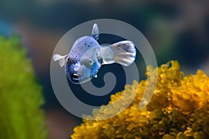 Blackspotted Puffer fish or Dog-faced Puffer