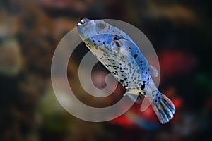 Blackspotted Puffer fish or Dog-faced Puffer