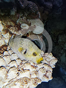 Blackspotted puffer fish on the coral reef