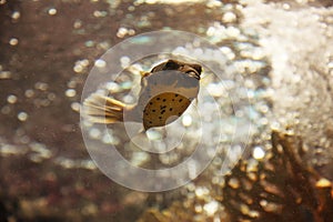 Blackspotted puffer fish or dog-faced puffer Arothron Nigropunctatus is a small tropical marine fish. It has oval spherical body