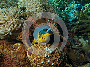 Blackspotted Puffer Fish