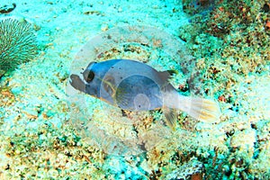 Blackspotted puffer swimming above coral reef