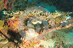 Blackspotted puffer swimming under hard coral