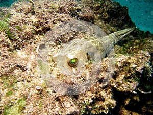 Blackspotted Pufferfish