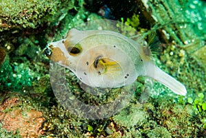 Blackspotted pufferfish in Ambon, Maluku, Indonesia underwater photo