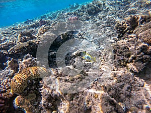 Blackspotted rubberlip fish or plectorhinchus gaterinus at coral reef