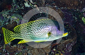 Blackspotted sweetlips
