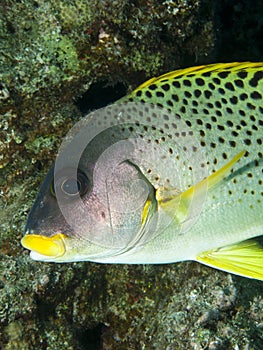 Blackspotted sweetlips