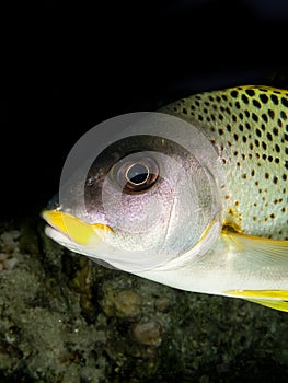 Blackspotted sweetlips