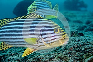 Blackspotted Sweetlips