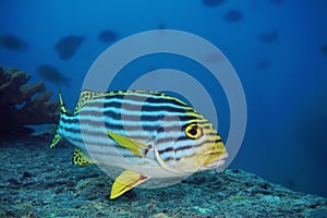 Blackspotted Sweetlips