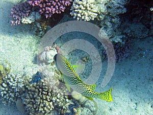 Blackspotted sweetlips between corals Acropora and Pocillopora 2530