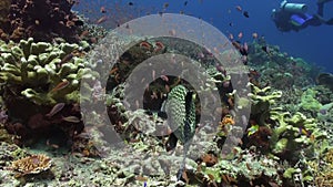 Blackspotted sweetlips fish on coral reef in sea.