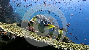 Blackspotted sweetlips fish on coral reef in sea.