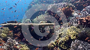 Blackspotted sweetlips fish on coral reef in sea.