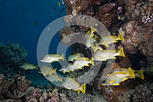 Blackspotted sweetlips (Plectorhinchus gaterinus)