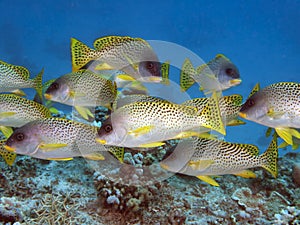 Blackspotted sweetlips