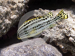 Blackspotted sweetlips