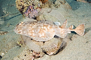 Blackspotted torpedo ray