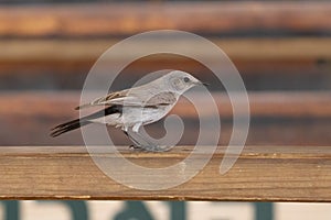 A Blackstart in a Human Environment in Israel photo