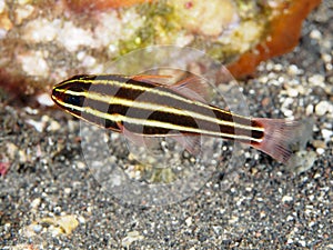 Blackstripe cardinalfish photo