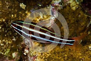 blackstripe cardinalfish fish photo