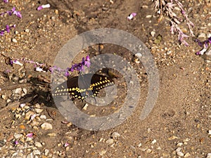 A Blackswallowtail Butterfly Doesn`t Miss Any Nectar