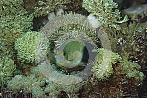 Blacktail Angelfish Centropyge eibli