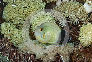 Blacktail Angelfish Centropyge eibli