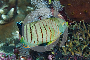 Blacktail angelfish Centropyge eibli