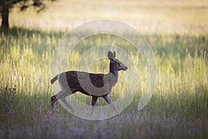 Blacktail bay deer in Oregon