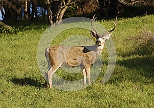 Blacktail buck watching