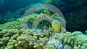 Blacktail butterflyfish or black-tailed butterflyfish Chaetodon austriacus and Broomtail wrasse Cheilinus lunulatus undersea