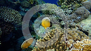Blacktail butterflyfish or black-tailed butterflyfish or exquisite butterflyfish Chaetodon austriacus undersea, Red Sea